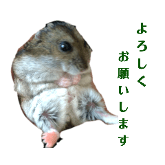 可愛いハムスターのココちゃんスタンプ②