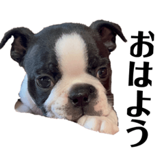 カノン（奏音）ボストンテリア2