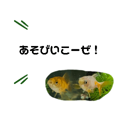 金魚ノつぶやき