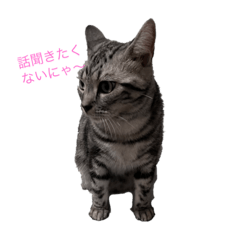 アメリカショート