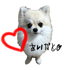 わんこすたんぷ②