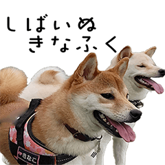 柴犬きなことふくた２