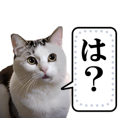 猫ミームであそぼ