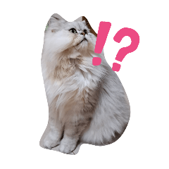 毎日使える！猫猫スタンプ