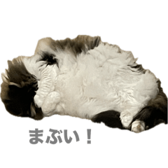 ノルのミミちゃん