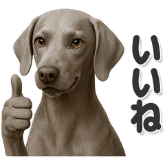 毎日使える！かわいいワイマラナー