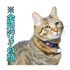 かわいい猫（ツム）のスタンプ 4