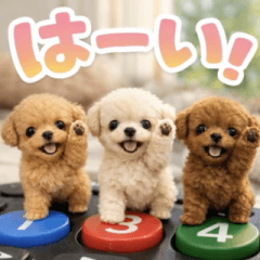 飛び出す♡ちいさなトイプー