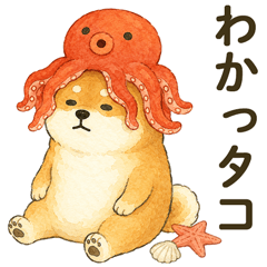 ずっと使える❤️ゆるい柴犬❤️夏/敬語