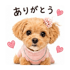 マルプー　Coco