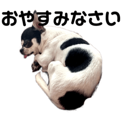 白黒チワワのみるくさん