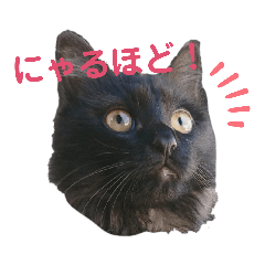 くろねこのくぅ(こねこ)