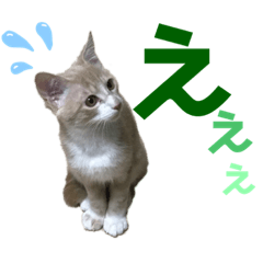 おっとりちゃしろ猫、きなこぼうの日常