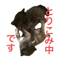 兄妹猫のこんぶともずく 子猫編