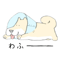 エリザベスカラーのわんこ