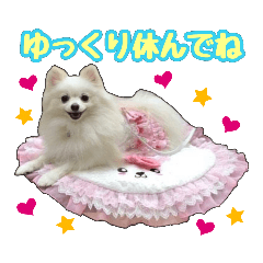 ポメラニアン★パール