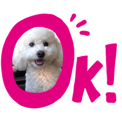 白トイプードルスタンプ