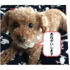 トイプーココア②