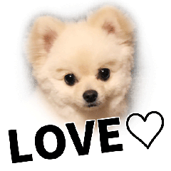 今日のジャスミン【ポメラニアン】