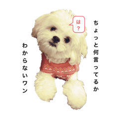 ふわちゃんの日常