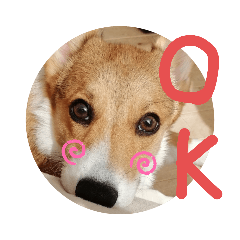 チョコビとマロ