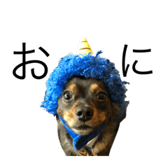 犬のきゅうりくん