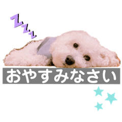 キュート　マロン