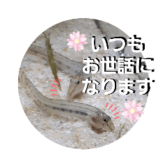 可愛いシマドジョウ
