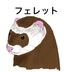 フェレットの日常