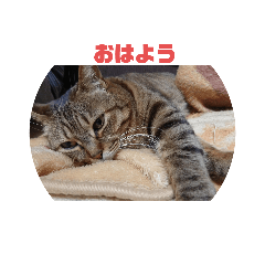 キジトラ猫 日常会話