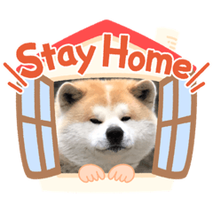 秋田犬のコタロウ