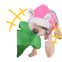 可愛いトイプードルちゃん