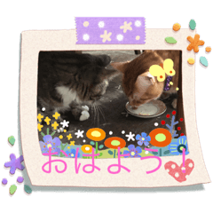 マイケルとミミズク青春時代