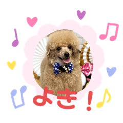 しゃくれてるトイプードル しゃっく