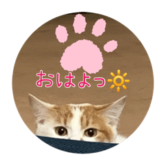 あばれんぼうにゃんこ