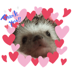 ハリネズミのこゆき