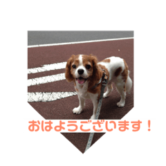 キャバリアに癒されて❗️