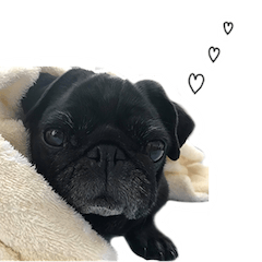 黒パグちゅらスタンプ