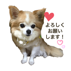 チワワのくぅーLINEスタンプ1