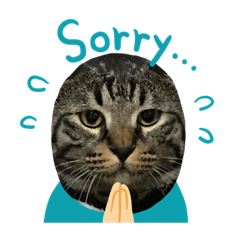 吉澤家のねこたち