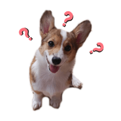 コーギー（はなちゃん）