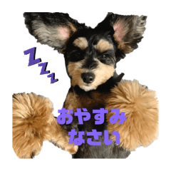 チワプーmahalo 使える敬語