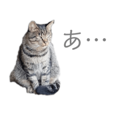 猫　ねこ　ネコ　野良