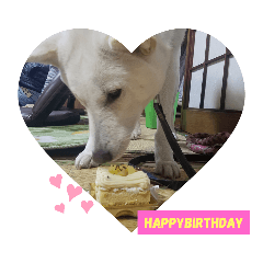 お父さん犬じゃないよ女の子だよ