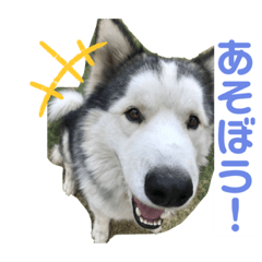 ハスキーのらきお☆