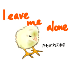 可愛いピヨちゃん   PART2