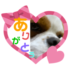 キャバリアの日常『ありがとう』