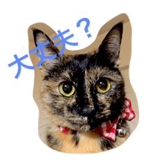 サビ猫サビ柄のサビちゃん