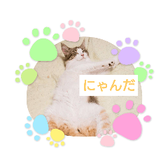 ねこねこ①（白）