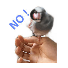 タケモト家のちょこちゃん